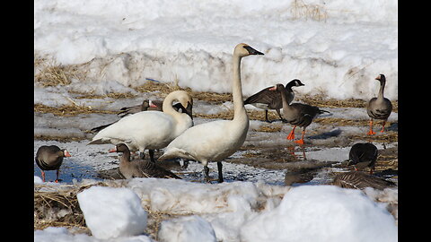 Trumpet Swans and Canada Geese in Fairbanks, Alaska on April 25, 2023