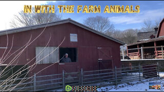 Farm Time at Muscoot