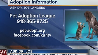 Dr. Joe returns to midday to answer pet health questions