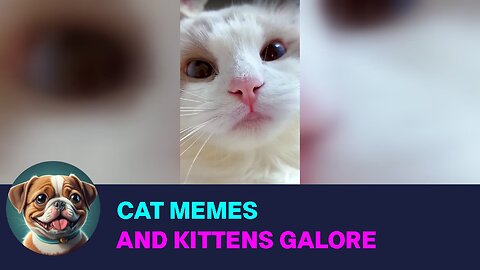 Hilarious Cat Memes and Kittens Galore: A Feline Lover's Dream!
