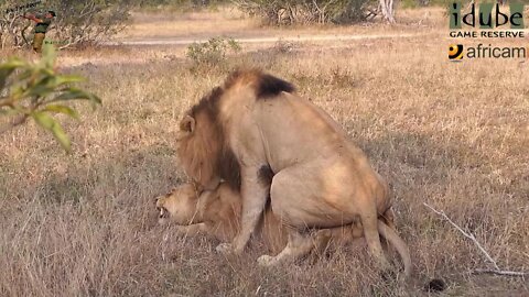 WILDlife: Lions Roaring After Pairing