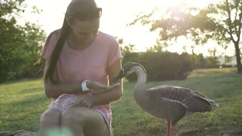 Woman feeding goose from palm but goose attack and plucked when feed is ends