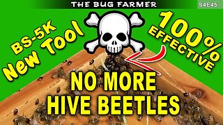 Eliminate ALL Hive Beetles the Easy Way | My Apiary is Beetle Free #beekeeping