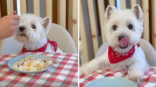 Pampered Pup Loves To Be Hand-fed And Expects Nothing Less