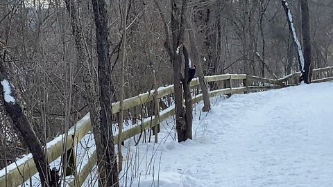 Pileated wood pecker James Gardens Toronto 2