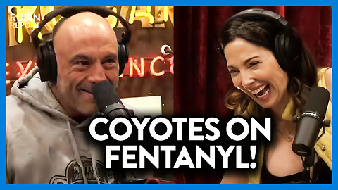 Coyotes on Fentanyl: Joe Rogan's Head Explodes After Hearing This Story