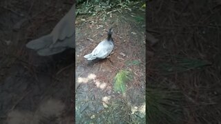 Blue Muscovy duck