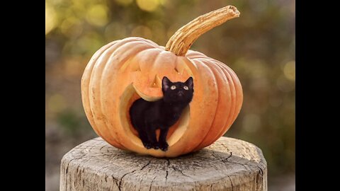 Pumpkin eats the black cat