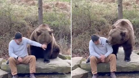 Bear Man Talking To Adult Brown Male Bear and Feeding Him Treats|