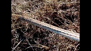 Capturing a harmless garter snake