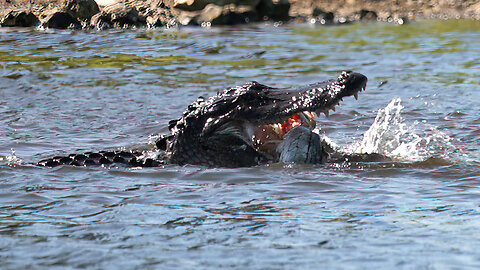 An Alligator Catches a Fish and Cause a Short Fight