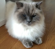 Cuteness Overload - Two Ragdoll Cats Fighting