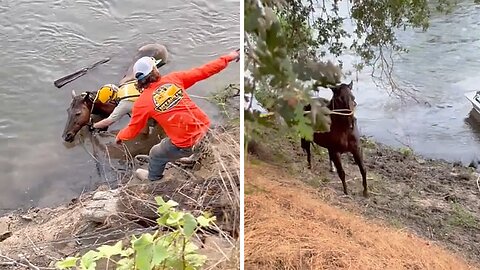 Boating deputies and citizens rescue horse from river