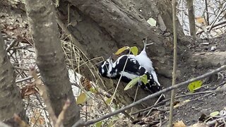 Big Hairy Wood Pecker James Gardens Toronto