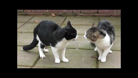 Funny_-_cat-_-Dogs_-_video||#80 Funniest Animals video2023