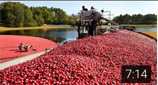 Amazing Agriculture Harvesting Technology - Cranberry Harvesting and Processing Cranberry Juice :