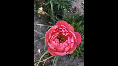 Alberta Peony Garden Day Trip From Calgary