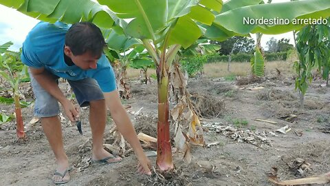 Fazendo desbaste nas bananeiras #Nordeste