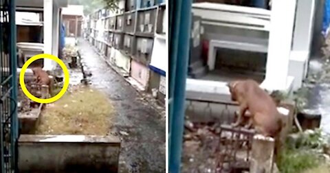 Ovaj pas već tri mjeseca svakodnevno pazi na grob svog vlasnika