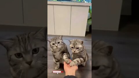 cute cat videos 😹 funny videos 😂öö