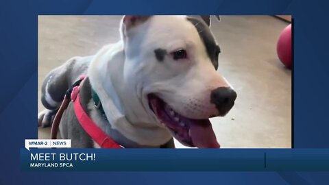 Butch the dog is up for adoption at the Maryland SPCA