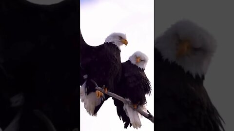 MAJESTIC BALD EAGLES - Hope you had a great 4th of July! #USA