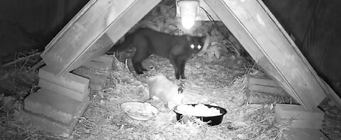 Fort Possumter: May 17-18 Baby Possum AMBUSHED?!