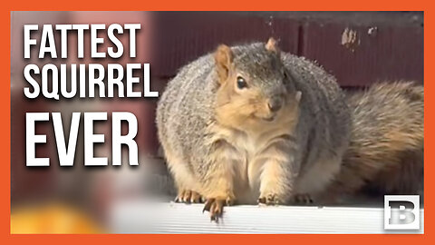 LOOK AT THE SIZE OF THAT THING! "Morbidly Obese" Squirrel Caught Devouring Pumpkins