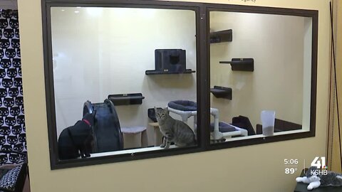 Purrfect Pets asks for public's help