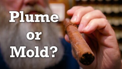 Plume or Mold? – Texas Cigar Roadshow Pit Stop 30