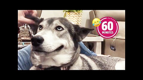 FUNNY Husky Moans for Scratches 😂 | BEST Cat & Dog Videos 2023