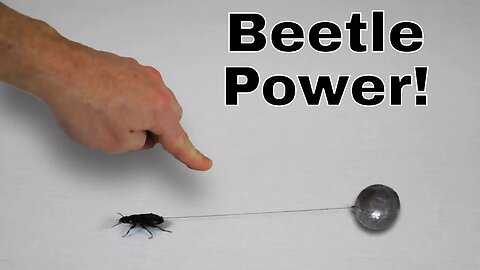 How Much Weight Can the World's Strongest Insect Pull? I Roped a Beetle!