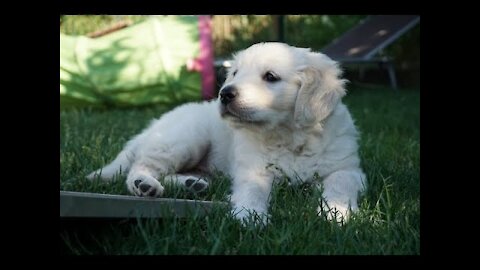 Single puppy (3-5 Weeks) explores the world