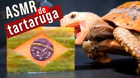 TARTARUGA BRASIL UMA AVENTURA SABOROSA =D ASMR