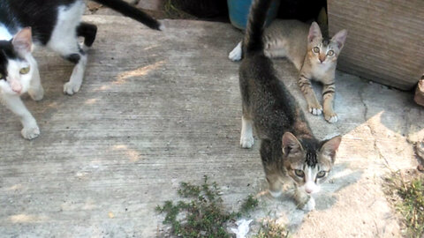 When a family of cats suffers from playing together