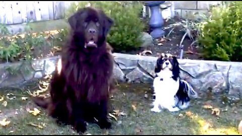 Newfie And Cavalier Show Off Their Waiting Skills