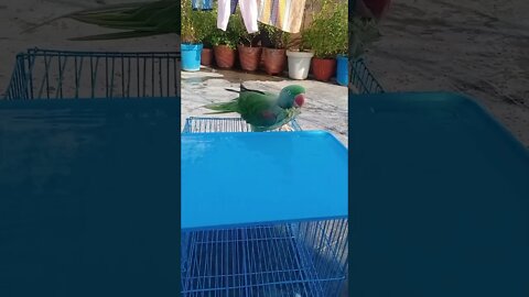 CUTE PARROT BATH LOVELY PARROT VIDEO