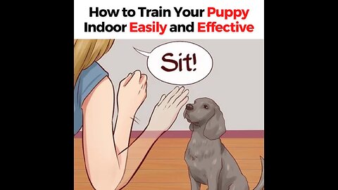 PETS TRAINING