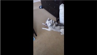 Hyper husky can't sit still for a second