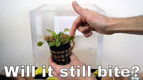 Can a Venus Flytrap Still Bite In a Vacuum Chamber? Will it Survive?