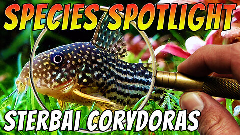 Discover the Enchanting Sterbai Corydoras: A Must-Have for any Aquarium
