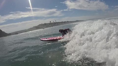 A day in the life of a surfing pug!