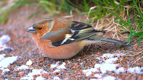 Young Male Eurasian Chaffinch Munching on a Peanut