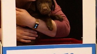 Adorable Puppies Set Up Kissing Booth To Raise Money