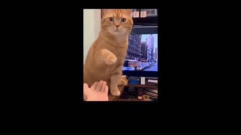 New Funny Animals & Funniest Cats and Dogs Videos