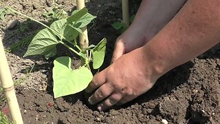 Planting Climbing Beans