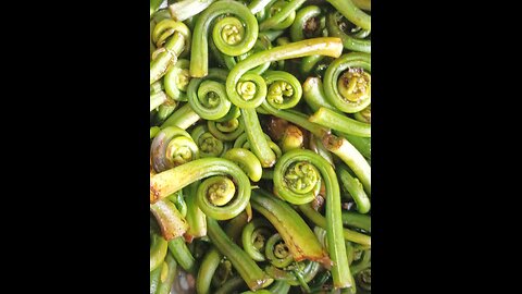 Fiddlehead fern #wild vegetable of #jammu kashmir