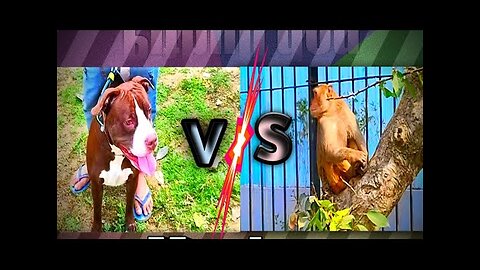 Pitbull dog VS Monkeys