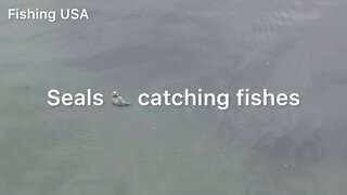 How seal catch fishes?