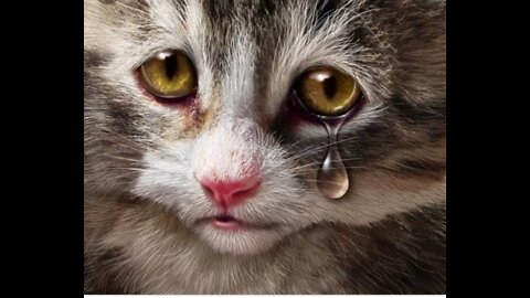 😭😭A Baby Cat Crying mow -mow -mow